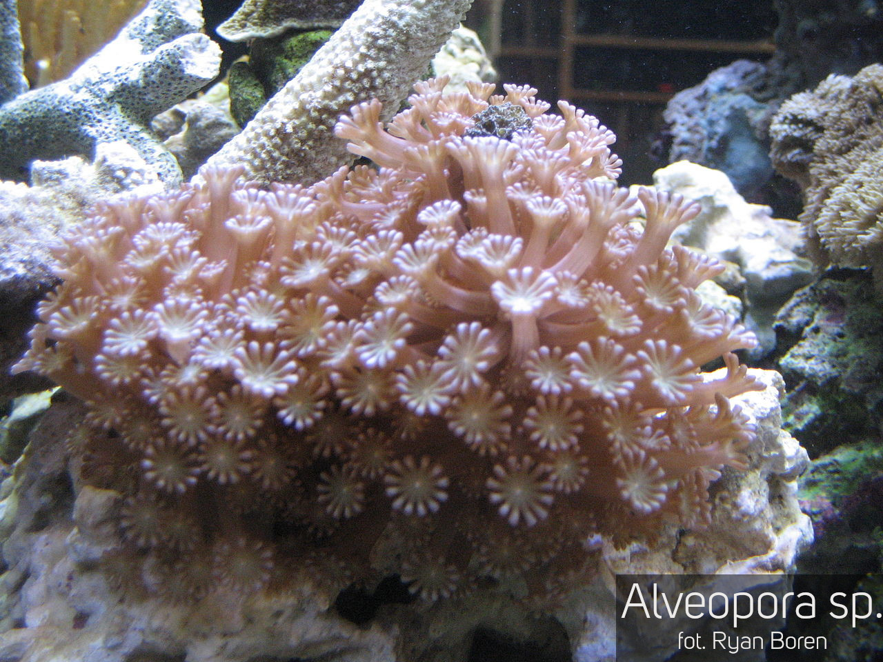 Akwarium Morskie Mitoja Capex 120 System Smart Reef 360 Odc 5