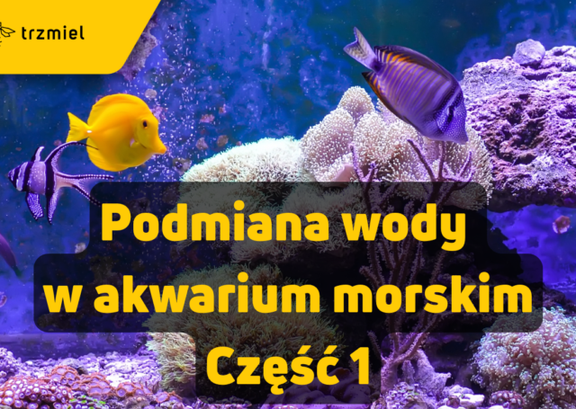 Podmiana wody w akwarium morskim