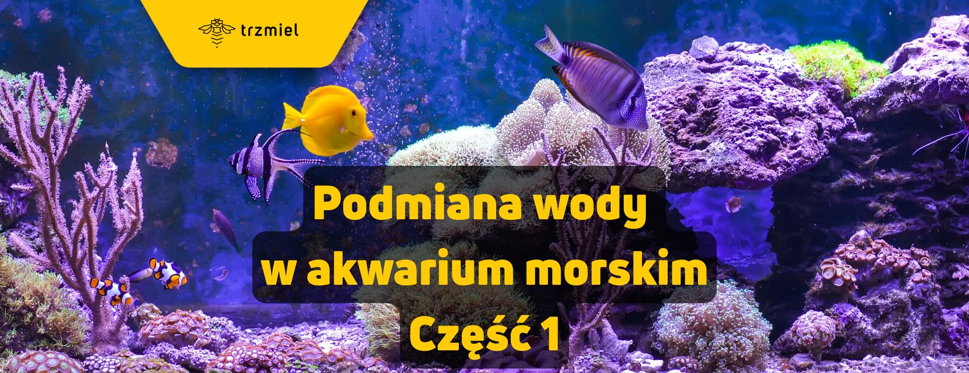 Podmiana wody w akwarium morskim