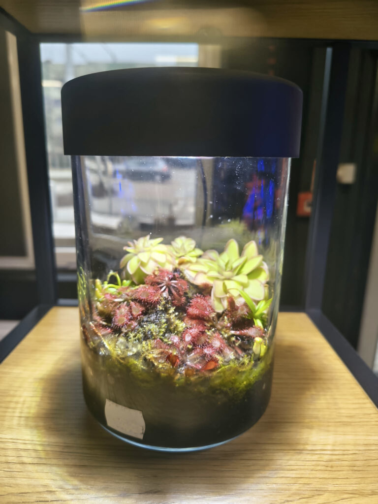 Małe terrarium nie musi być nudne!
